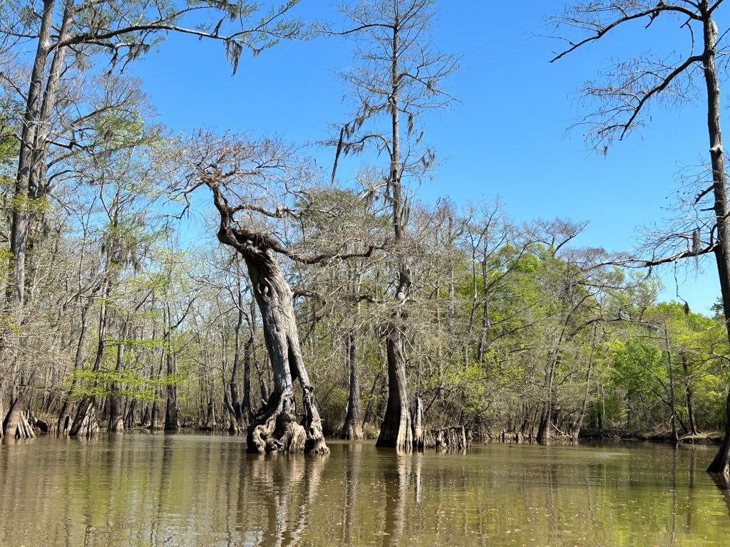 Big Thicket National&nbsp;Preserve