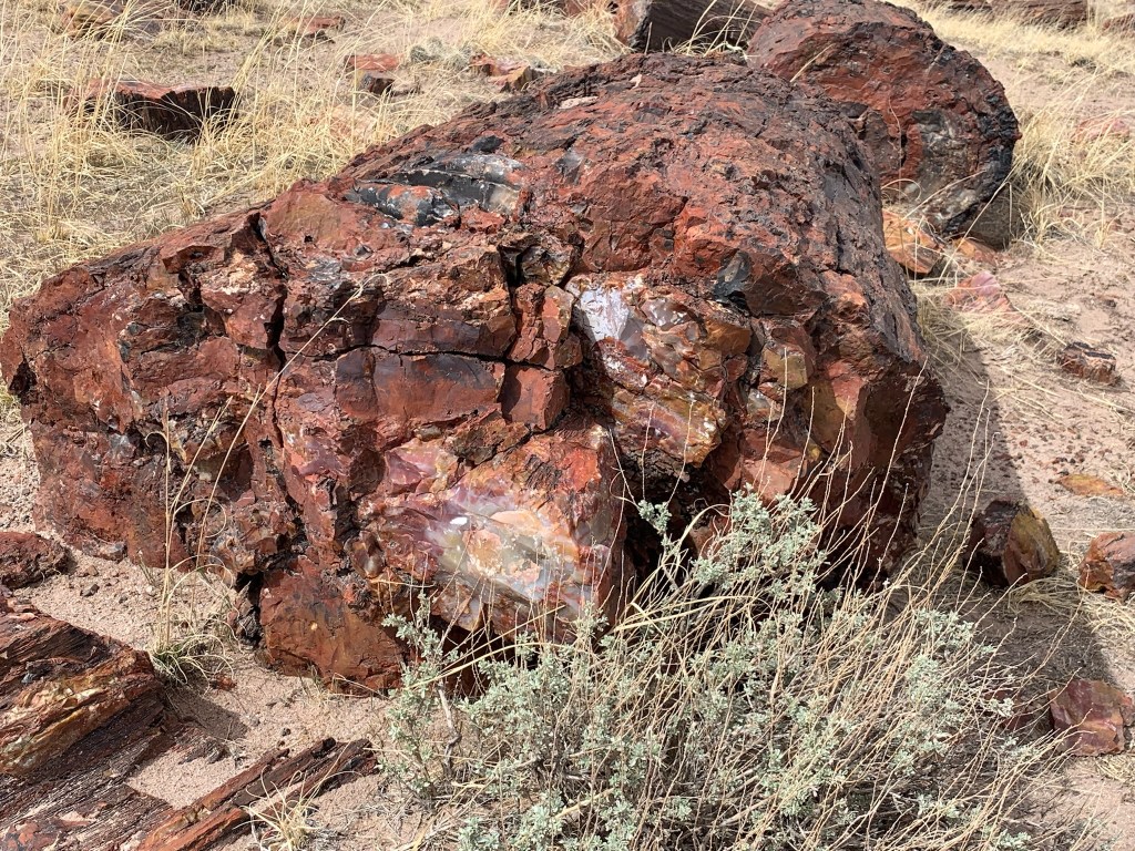 Petrified Forest National&nbsp;Park