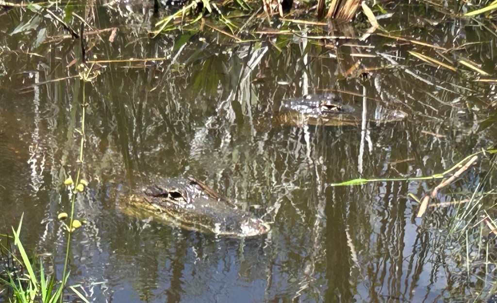 Everglades National Park