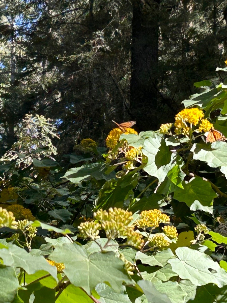 Monarch Butterfly Biosphere&nbsp;Reserve